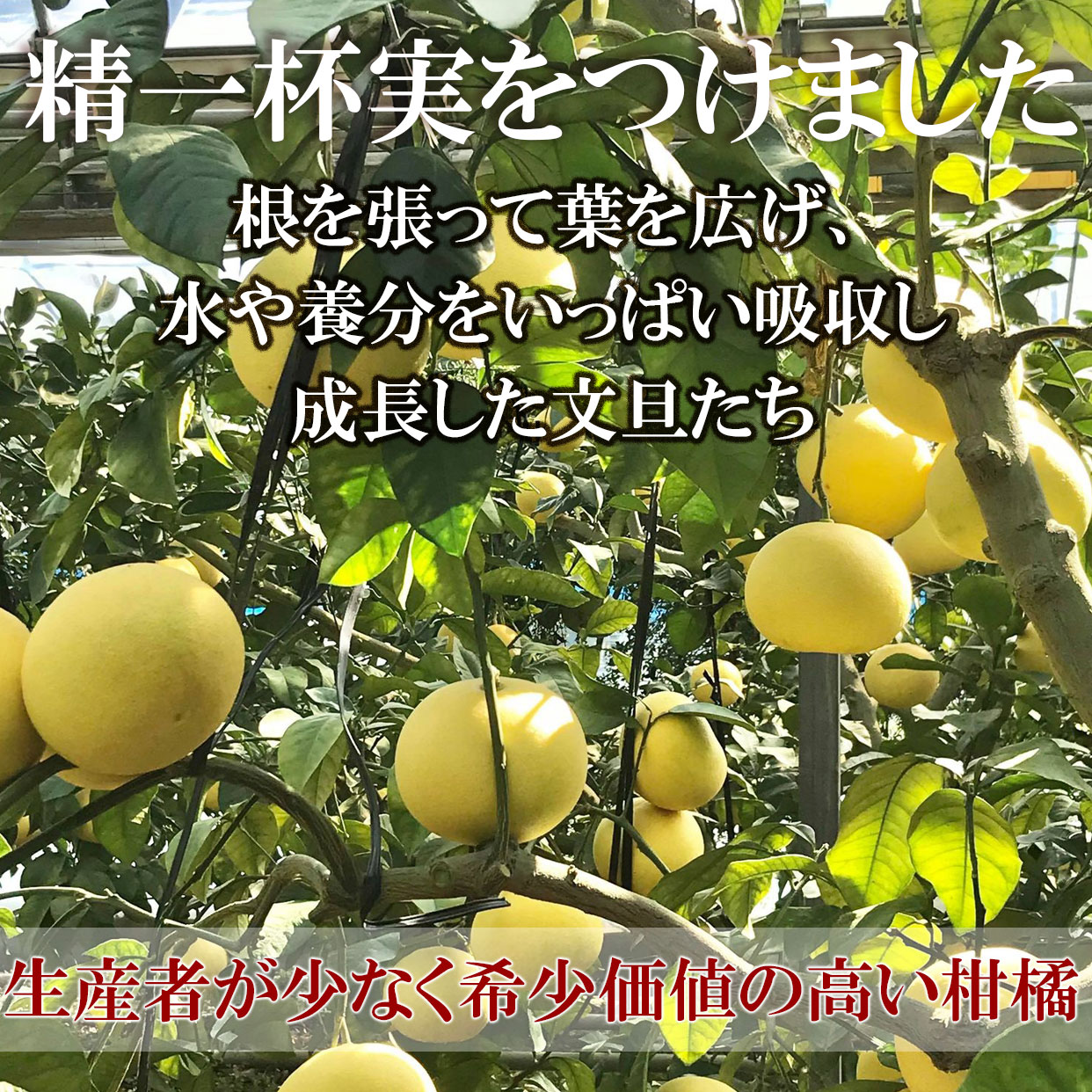 ＜先行予約＞温室土佐文旦（ハウス文旦）　ご贈答用　中箱　5〜6個入り　化粧箱　【送料込】【お歳暮】【冬ギフト】【特選品】【高知県産】 buntan-10001049 文旦屋・白木果樹園 サンプル画像3