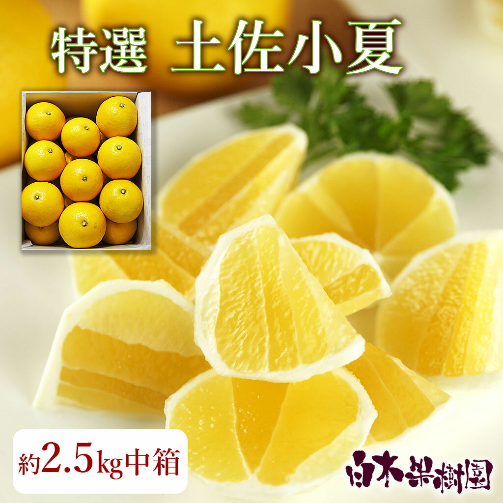 特選土佐小夏 L〜S玉化粧箱 約3kg【贈答用 ギフト 高知 特産 土産 フルーツ 日向夏 ニューサマーオレンジ】