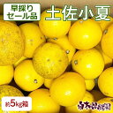 【送料無料】【セール品】【数量限定】 早採りわけあり小夏 約5kg【ご自宅用 高知 特産 土産 フルーツ 日向夏 ニューサマーオレンジ】【のし・ギフト対象外】