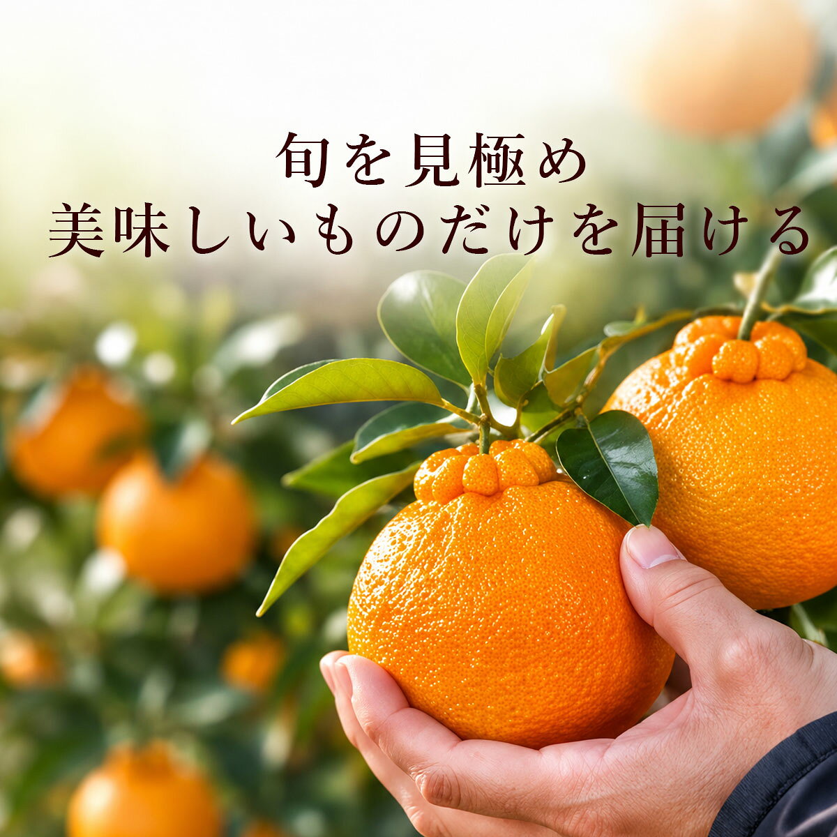 高知産　不知火　訳ありしらぬい（デコポンと同品種）約3kgご家庭用箱【 9・10・11・12・13玉入りのいずれか】【セール】【高知産】【デコ　冬の柑橘】【ギフト対象外】 buntan-10001118 文旦屋・白木果樹園 サンプル画像3