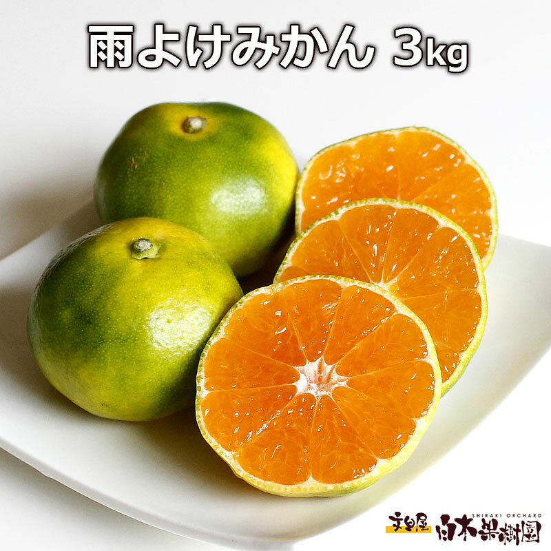 初秋の青いみかん　雨よけみかん約3キロ　S〜Mサイズ　約30〜45個入り【敬老の日】【秋の味覚】【秋の果物】【楽ギフト_包装】【楽ギフト_のし宛書】【楽ギフト_メッセ入力】
