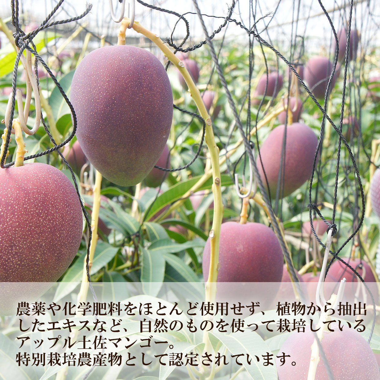 【夏ギフト お中元】トロピカルフルーツの王様高...の紹介画像3