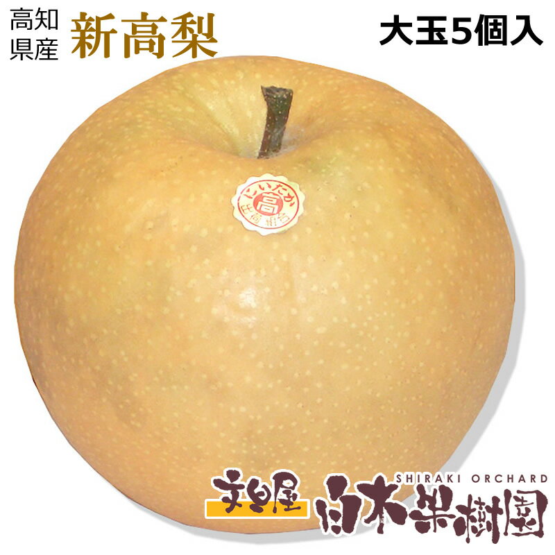 【高知産】新高梨1個約800グラム大玉5個入箱　【秋の味覚】【秋の果物】【楽ギフト_包装】【楽ギフト_のし宛書】【楽ギフト_メッセ入力】のサムネイル