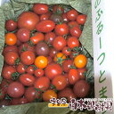 麻岡まるさんちの約20品種以上のミニトマトを選りすぐりの詰め合わせミックスセット その1