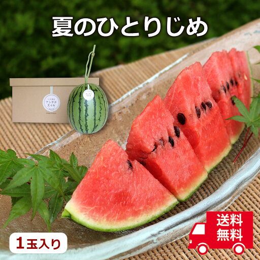 【送料無料】【夏ギフト お中元】夏の小玉アンテナスイカ 1玉ギフト箱入 夏のひとりじめ【自分ご褒美】【プレゼント】【お見舞い】【お供 お盆】【のし・包装対象外】 【送料無料】【夏ギフト お中元】夏の小玉アンテナスイカ 1玉ギフト箱入 夏のひとりじめ【自分ご褒美】【プレゼント】【お見舞い】【お供 お盆】【のし・包装対象外】