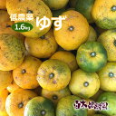 【数量限定】高知産県産ゆず 約1.6キロ 柚子 国産 わけあり キズモノ