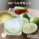国産 ベルガモット 1kg、3kg、5kg 白木果樹園産