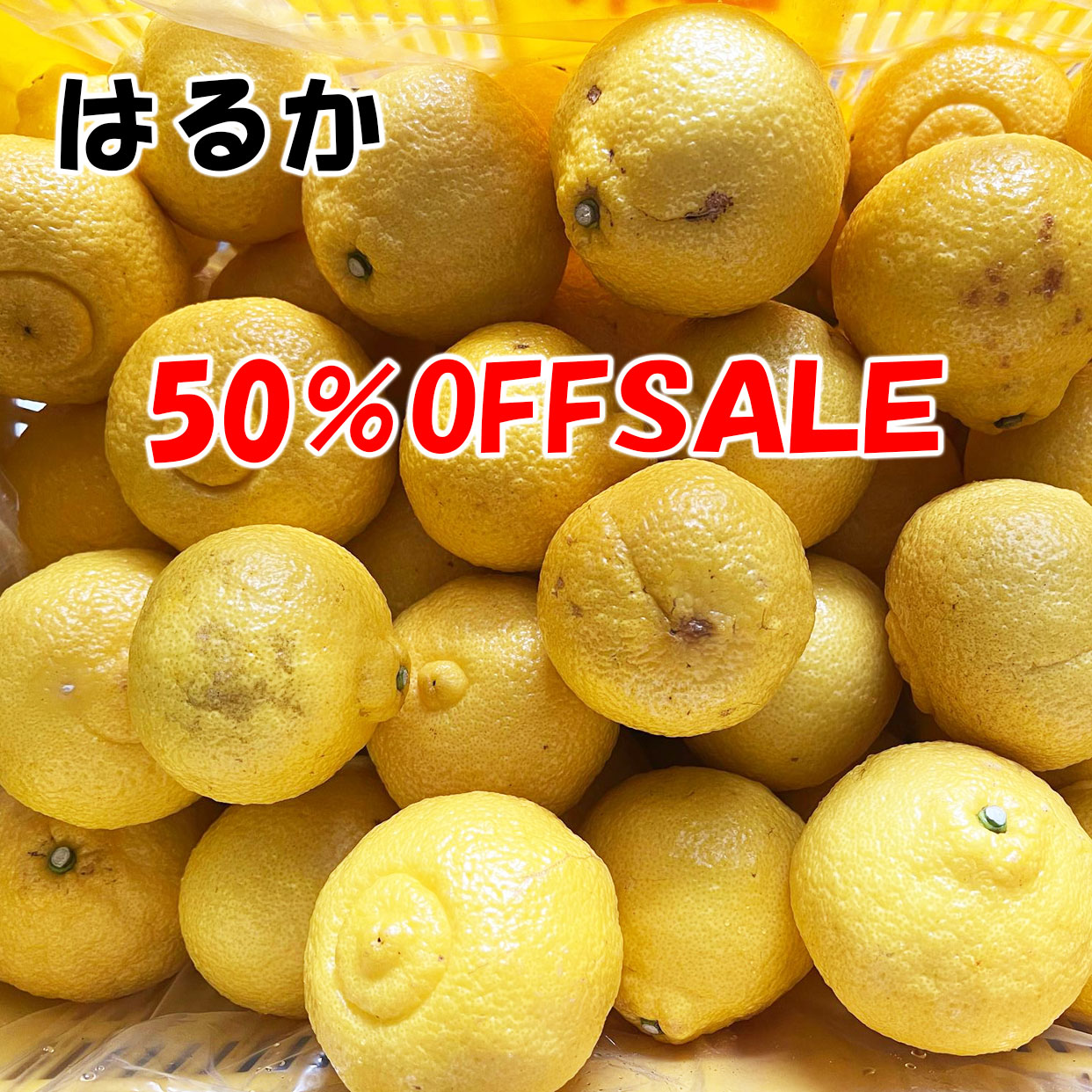 【50％OFFセール】白木果樹園産はるか　約3.5kg【B級品】【高知産】【訳あり】【セール】