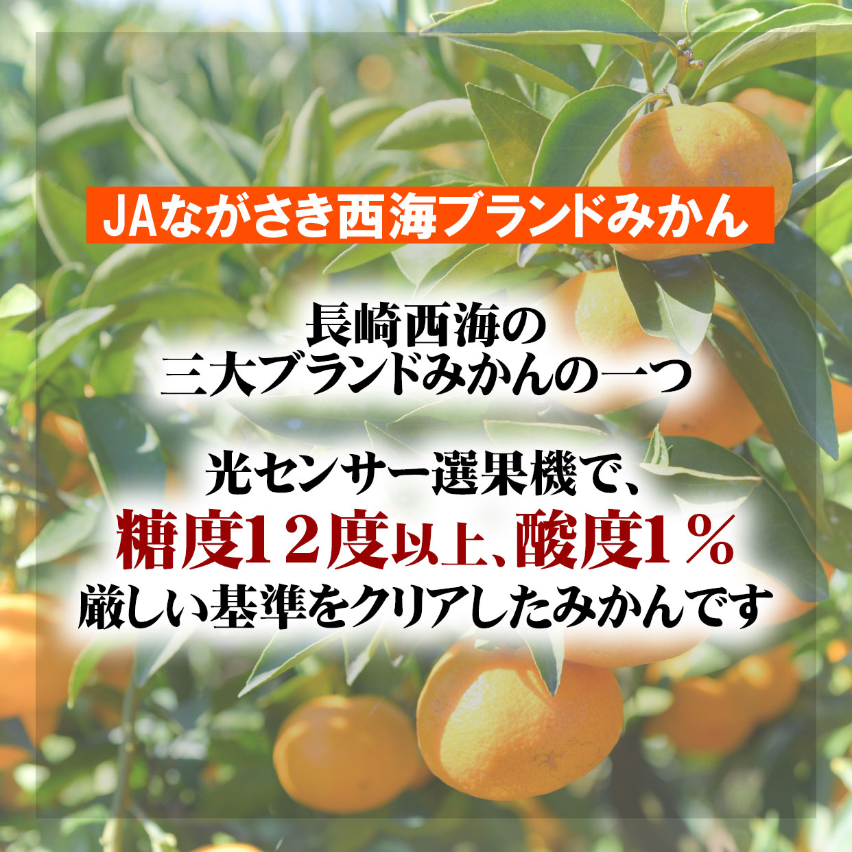 サンプル画像3