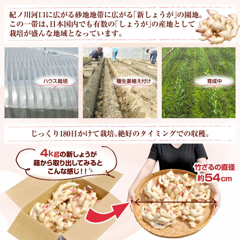 【予約販売】フレッシュ新しょうが8kg(4kg×2箱)・和歌山県産 【送料無料】紀ノ川河口で栽培されている高品質の新生姜を新鮮 産地直送自家製 甘酢漬け、紅ショウガ、生姜湯、砂糖漬けに 2