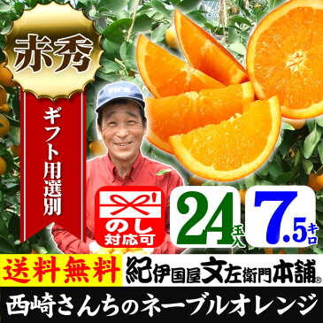 西崎さんちのネーブルオレンジ【送料無料】【秀品】特選ギフト選別品＜24果入 約7.5kg＞和歌山県有田郡有田川町西崎さんちの春みかん・ネーブルオレンジ