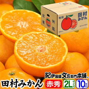 田村みかん/特選ギフト品10kg【2Lサイズ】赤秀 紀州和歌山有田郡湯浅町田村地区産特選ギフト品【 LL 】(約60果入り) 最高級プレミアムブランドの田村ミカン/お歳暮・お年賀に 【送料無料】