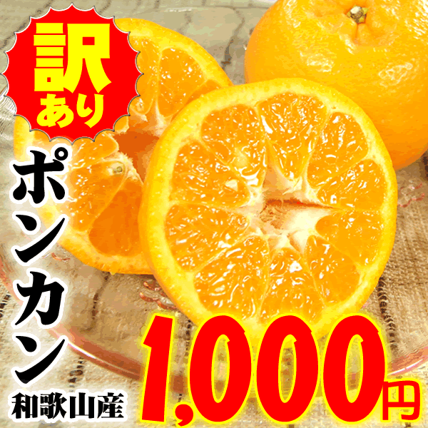 非表示使わない【1000円均一】春みかん『ポンカン』わけあり果実ご家庭用買得品2キロ少量お試し春みかん紀州有田産★順次発送となりますのでお届け日指定は御勘弁ください