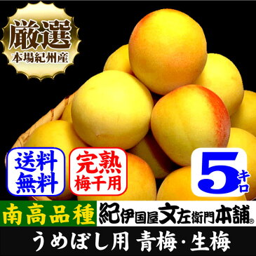 厳選南高梅【完熟】フレッシュ青梅(生梅)【 黄 】5キロ 厳選 朝採り手選別　青梅(生梅)　南高梅【梅酒用・梅干用】　5kg入【送料無料】朝収穫・朝どり・朝穫り【クール冷蔵便発送】うめ ウメ 梅