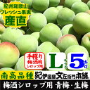 【予約販売】紀州和歌山産 朝獲り