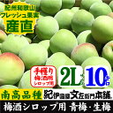 【予約販売】紀州和歌山産 朝獲り