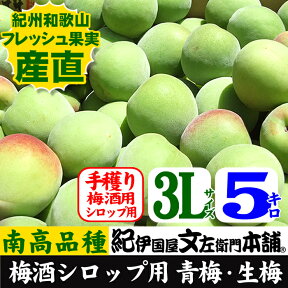 【予約販売】紀州和歌山産 朝獲り青梅(生梅)南高梅【　3L　】5kg入【梅酒用・梅ジュース用・梅シロップ用】5キロ【クール冷蔵便発送】うめ ウメ 梅 送料無料