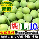 【予約販売】朝獲り手選別 青梅(生梅)　古城品種 ごじろ【　L　】10kg入【梅酒用】紀州和歌山産【クール冷蔵便発送】送料無料