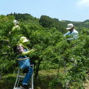 【予約販売】実山椒 500g (青山椒・生山椒・さんしょう／和歌山県有田川町産など・旧清水町エリア)品種：ぶどう山椒を産直 高鮮度発送 山椒【クール冷蔵便発送】 3