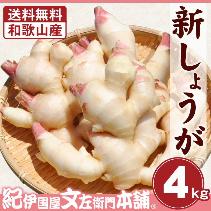 【予約販売】フレッシュ新しょうが4kg詰め・和歌山県産 【送料無料】紀ノ川河口で栽培されている高品質の新生姜を新…