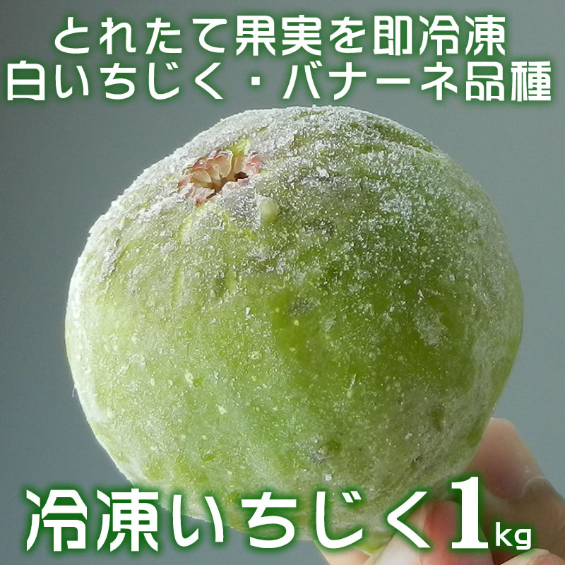 【冷凍】いちじく 1kg 品種:バナーネ (白いちじく・イチジク・無花果/和歌山県有田郡広川町)【クール冷凍便発送】/凍ったまま生食で、いちじくジャムなどの加工に