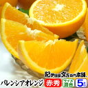 【予約販売】バレンシアオレンジ 秀品 ギフト選別 5kg 有田みかんのふるさと和歌山県産 紀州有田産 国産 ばれんしあ おれんじ【送料無料】夏の柑橘(4)
