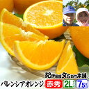 【予約販売】武内さんちのバレンシアオレンジギフト用【秀】選別 2Lサイズ7.5kg【送料無料】有田郡吉備町奥(おき)地区から