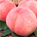 【予約販売】紀州和歌山 あら川の桃 【白桃種】 手選り【秀選】 約2.8kg/9玉入 生産者からの直送となります。