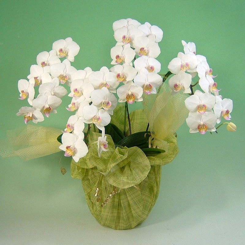 胡蝶蘭　ホワイト