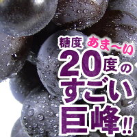 巨峰ぶどう 2kg（ビニールハウス・温室栽培）完熟果実 朝穫り【和歌山県産】【有田川町産(旧金屋町)】有田川高原栽培／巨峰村／ブドウ 葡萄 きょほう キョホウ 産直 産地直送 お取り寄せ・高垣農園