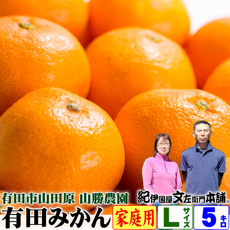 2024年分【完売御礼】数量限定【予約】山勝農園 久世さんちの有田みかん Lサイズ 約5kg ご家庭 ...