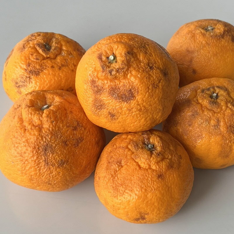 【即日出荷】加工用　春みかん デコ 5キロ デコポンと同じ品種の不知火（しらぬい）有田産【送料無料】訳あり果実 5kg詰め（傷有り・形状不良・黒ずみなど）紀州有田産の春みかん　果皮にシミある加工用果実【着日指定不可】