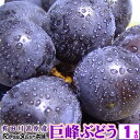 【予約販売】巨峰ぶどう 1kg(ビニールハウス・温室栽培)完熟果実 朝穫り【収穫即日発送】【和歌山県産】【有田川町産(旧金屋町)】有田川高原栽培/巨峰村/ブドウ...