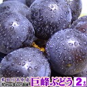 【予約販売】巨峰ぶどう 2kg(露地栽培)完熟果実 朝穫り【収穫即日発送】【和歌山県産】【有田川町産(旧金屋町)】有田川高原栽培/巨峰村/ブドウ 葡萄 きょほう...