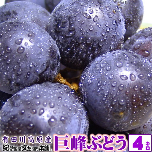 【予約販売】巨峰ぶどう 4kg(ビニールハウス・温室栽培)完熟果実 朝穫り【収穫即日発送】【和歌山県産】【有田川町産(旧金屋町)】有田川高原栽培/巨峰村/ブドウ 葡萄 きょほう キョホウ 産直 産地直送 お取り寄せ・高垣農園 【予約販売】巨峰ぶどう 4kg(ビニールハウス・温室栽培)完熟果実 朝穫り【収穫即日発送】【和歌山県産】【有田川町産(旧金屋町)】有田川高原栽培/巨峰村/ブドウ 葡萄 きょほう キョホウ 産直 産地直送 お取り寄せ・高垣農園