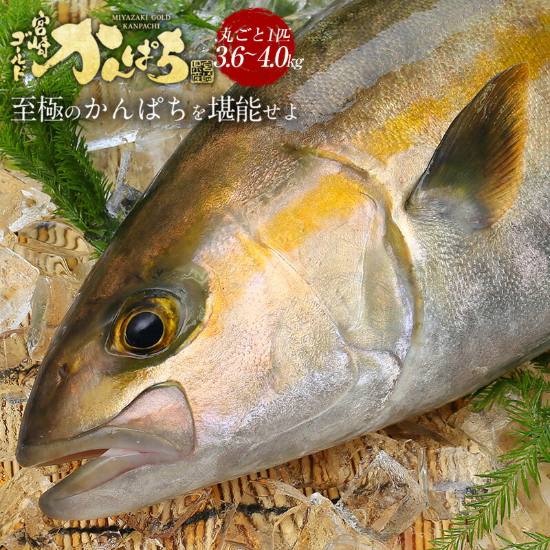 かんぱち丸ごと 匠が育てた極上のカンパチ かんぱち 間八 勘八 丸ごと1尾（約3.6kg～4kgエラ ...