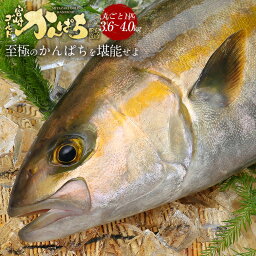 かんぱち丸ごと 匠が育てた極上のカンパチ かんぱち 間八 勘八 丸ごと1尾（約3.6kg～4kgエラと内臓除去） 2024 ギフト プレゼント 送料無料 お返し 贈答品 年配 お取り寄せ グルメ 冷蔵 海鮮 極上 刺身 塩焼き しゃぶしゃぶ ソテー 握り 料理　カンパチ丸ごと