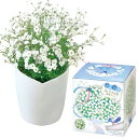 聖新陶芸 通年 家庭菜園 ミニ 簡単 ゆったり育てる 栽培キット ふんわり かすみ草 花 栽培セット (自由研究) 鉢の径 約12cm 白 母の日 プレゼント ...
