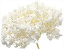 大地農園 プリザーブドフラワー ソフトアナベル・ヘッド オフホワイト 約2輪入(7~15g)DO002160-011