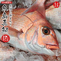 荒波に耐えた!糸島真鯛2匹セット【送料無料】
