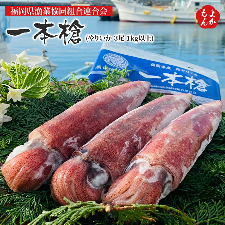 【クーポン利用で20％OFF】一本槍【送料無料】福岡県漁業協同組合連合会　九州　福岡　お取り寄せ　福岡県よかもんショップ