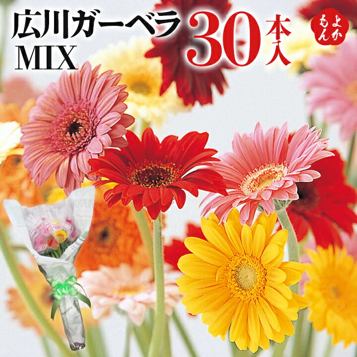 ٥MIX(30)̵ʡȬȶƱȹ 彣 ʡ 󤻥 ʡ褫󥷥å