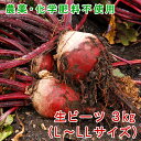 ビーツ 3kg (約2個〜6個 L〜LLサイズ) 化学肥料不使用 化学農薬不使用 生ビーツ 野菜 びーつ 熊本県産 国産 スーパーフード 食べる輸血