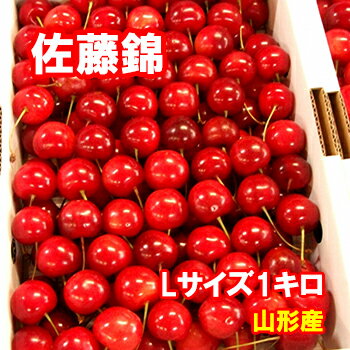 【予約】さくらんぼ 佐藤錦 Lサイズ 1キロ【クール便発送】【送料無料】【山形産】だいちゃん農園