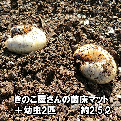 きのこ屋さんの菌床マット カブトムシの幼虫2匹付き 昆虫マット 約2.5リットル【送料無料】【無農薬】