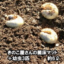 きのこ屋さんの菌床マット（カブトムシの幼虫3匹付き）昆虫マット 約6リットル【送料無料】【無農薬】
