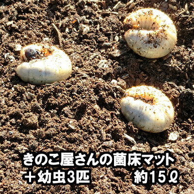 きのこ屋さんの菌床マット（カブトムシの幼虫3匹付き）昆虫マット 約15リットル【送料無料】【無農薬】