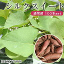 シルクスイート 苗 100本 入り PVP さつまいも サツマイモ シルクスイート苗 静岡 芋苗 芋 イモヅル 芋づる 農家用 高品質 農家直送 静岡県 産地直送 家庭菜園 ガーデニング プランター 農場 農園 ベランダ 野菜 栽培 送料無料