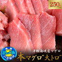 北海道 函館市 戸井 産 本マグロ 大トロ 250g 冷凍 ブロック クロマグロ 業務用 国産 津軽海峡 戸井 函館 大とろ トロ とろ 本まぐろ 本鮪 マグロ まぐろ 鮪 食品 魚介類 送料無料 お歳暮 御歳暮 お年賀 ギフト 贈答 贈答品 BBQ キャンプ お取り寄せ 取り寄せ 産地直送