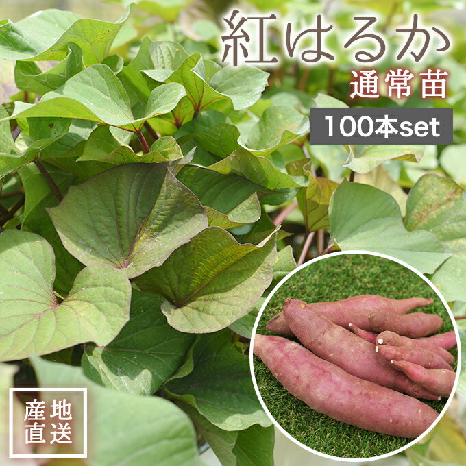 楽天市場】紅はるか 苗 茨城の通販 楽天市場】紅はるか 苗 茨城の通販